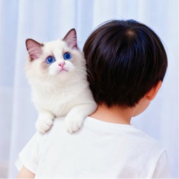 ラグドール【埼玉県・女の子・2025年6月7日・シールポイントバイカラー】の写真「甘え坊、おひざの上でゴロゴロお昼寝子猫 🐾💤」