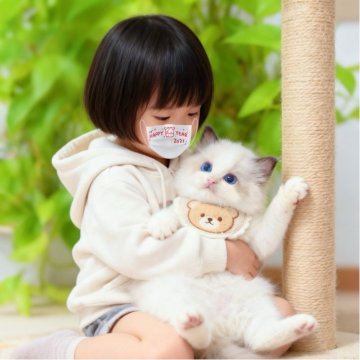 ラグドール【埼玉県・男の子・2025年8月31日・シールポイントバイカラー】の写真「🐾真丸お顔に、澄んだブルーの瞳がキラキラ、爆毛✨」