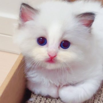 ラグドール【埼玉県・女の子・2025年6月7日・シールポイントバイカラー】の写真「大きな瞳に、透き通るような青い目💕」