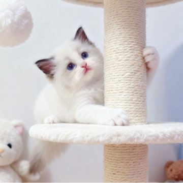 ラグドール【埼玉県・女の子・2025年6月7日・シールポイントバイカラー】の写真「大きな瞳に、透き通るような青い目🌟」