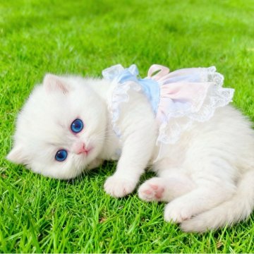 ブリティッシュショートヘア【埼玉県・女の子・2025年9月5日・ゴールデンポイント】の写真「ふわふわ雪の妖精❄️白クマ🧸ちゃん」
