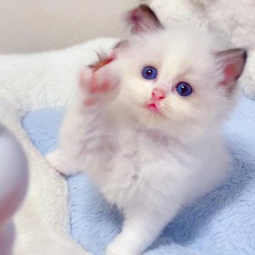 ラグドール【埼玉県・女の子・2025年6月7日・シールポイントバイカラー】の写真「大きな瞳に、透き通るような青い目🦋」