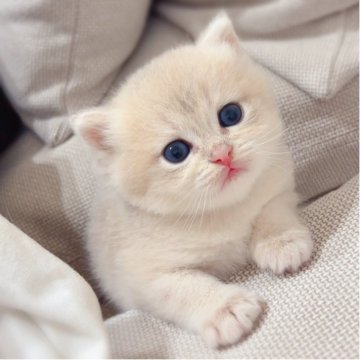 ブリティッシュショートヘア【埼玉県・男の子・2025年8月7日・ブルーゴールデン】の写真「むっちりころっころ🌟」