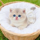ブリティッシュショートヘア