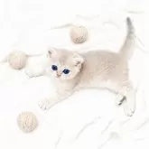 ブリティッシュショートヘア