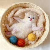 ブリティッシュショートヘア