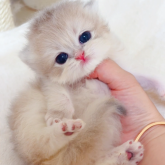ブリティッシュショートヘア