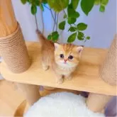 ブリティッシュショートヘア