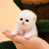 ブリティッシュショートヘア
