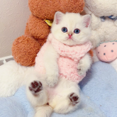 ブリティッシュショートヘア