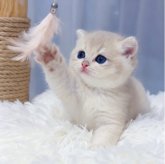 ブリティッシュショートヘア