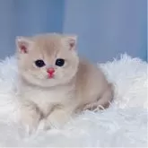 ブリティッシュショートヘア