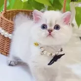 ブリティッシュショートヘア
