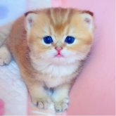 ブリティッシュショートヘア