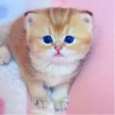 ブリティッシュショートヘア