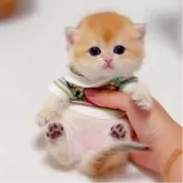 ブリティッシュショートヘア