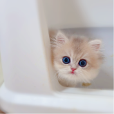 ブリティッシュショートヘア