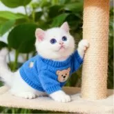 ブリティッシュショートヘア