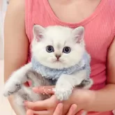 ブリティッシュショートヘア