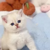 ブリティッシュショートヘア