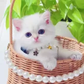 ブリティッシュショートヘア