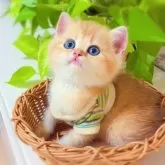 ブリティッシュショートヘア