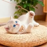 ブリティッシュショートヘア