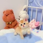 ブリティッシュショートヘア