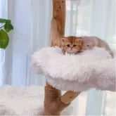 ブリティッシュショートヘア