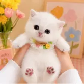 ブリティッシュショートヘア