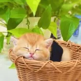 ブリティッシュショートヘア
