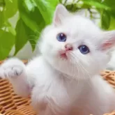 ブリティッシュショートヘア