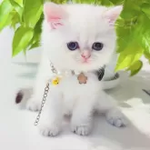 ブリティッシュショートヘア