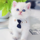 ブリティッシュショートヘア