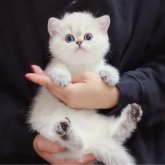 ブリティッシュショートヘア
