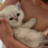 ブリティッシュショートヘア
