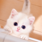 ブリティッシュショートヘア