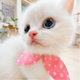 ブリティッシュショートヘア