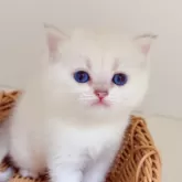 ブリティッシュショートヘア【埼玉県・女の子・2025年2月2日・ゴールデンリンクスポイント】の写真7