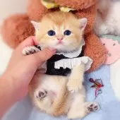 ブリティッシュショートヘア【埼玉県・女の子・2025年6月25日・ブルーゴールデン】の写真8