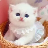 ブリティッシュショートヘア【埼玉県・女の子・2025年9月5日・ゴールデンポイント】の写真5