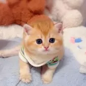 ブリティッシュショートヘア【埼玉県・女の子・2025年6月25日・ブルーゴールデン】の写真9