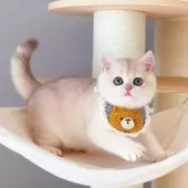 ブリティッシュショートヘア【埼玉県・女の子・2025年7月11日・ブルーゴールデン】の写真10