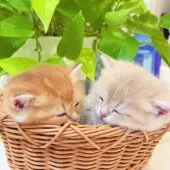 ブリティッシュショートヘア【埼玉県・女の子・2025年6月25日・ブルーゴールデン】の写真4