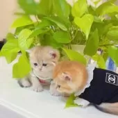 ブリティッシュショートヘア【埼玉県・女の子・2025年6月25日・ブルーゴールデン】の写真10