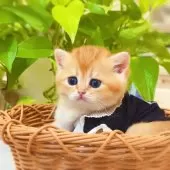 ブリティッシュショートヘア【埼玉県・女の子・2025年6月25日・ブルーゴールデン】の写真13