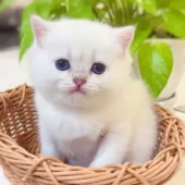 ブリティッシュショートヘア【埼玉県・女の子・2025年2月2日・ゴールデンリンクスポイント】の写真6