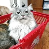 マンチカン(長足)