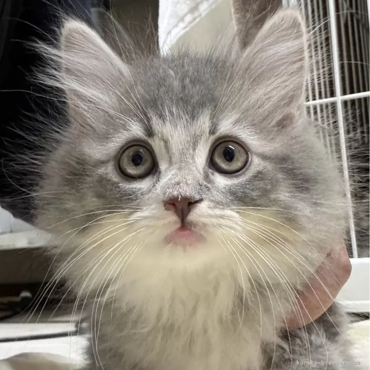 ID：2411-00562の子猫