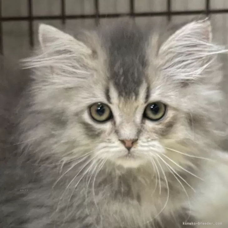 ID：2410-01511の子猫